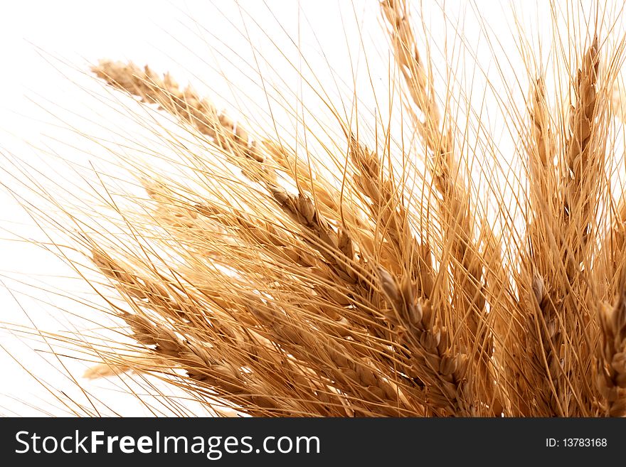 Wheat on a white background