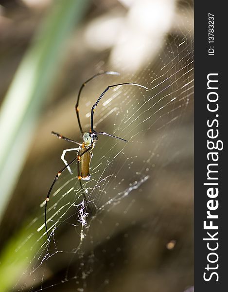 Spider on a web