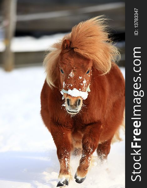 A photo of a pony in winter