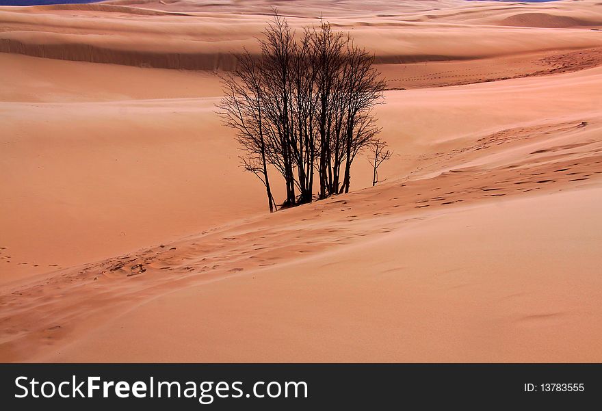 Single tree in the middle of desert. Single tree in the middle of desert