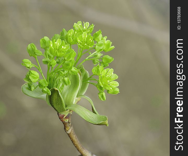 Fresh green leaves closeup