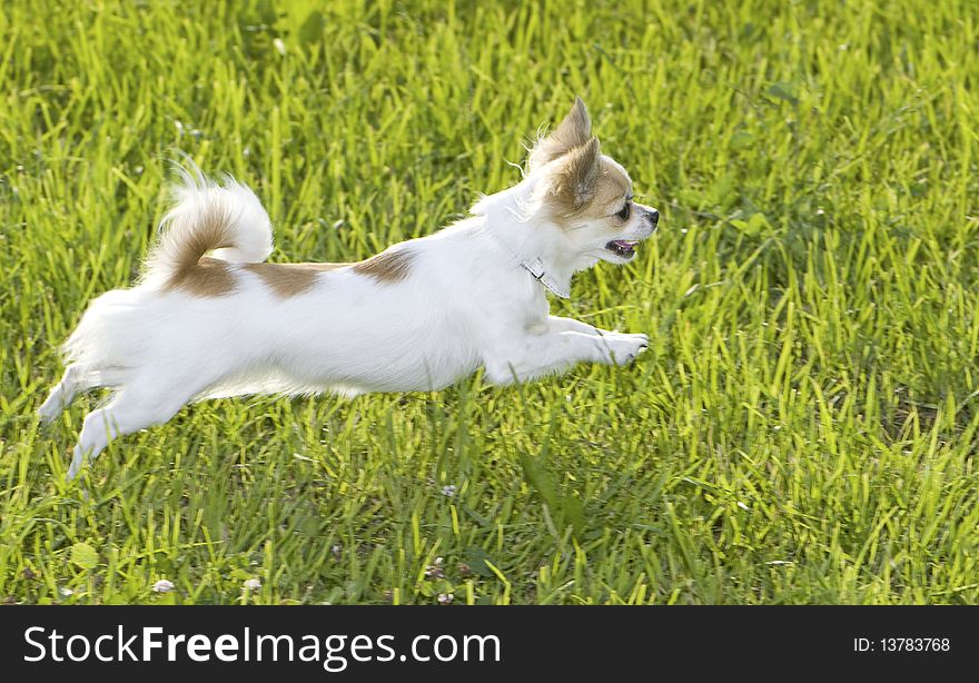 White chihuahua jumping on green grass background summer outdoor shot