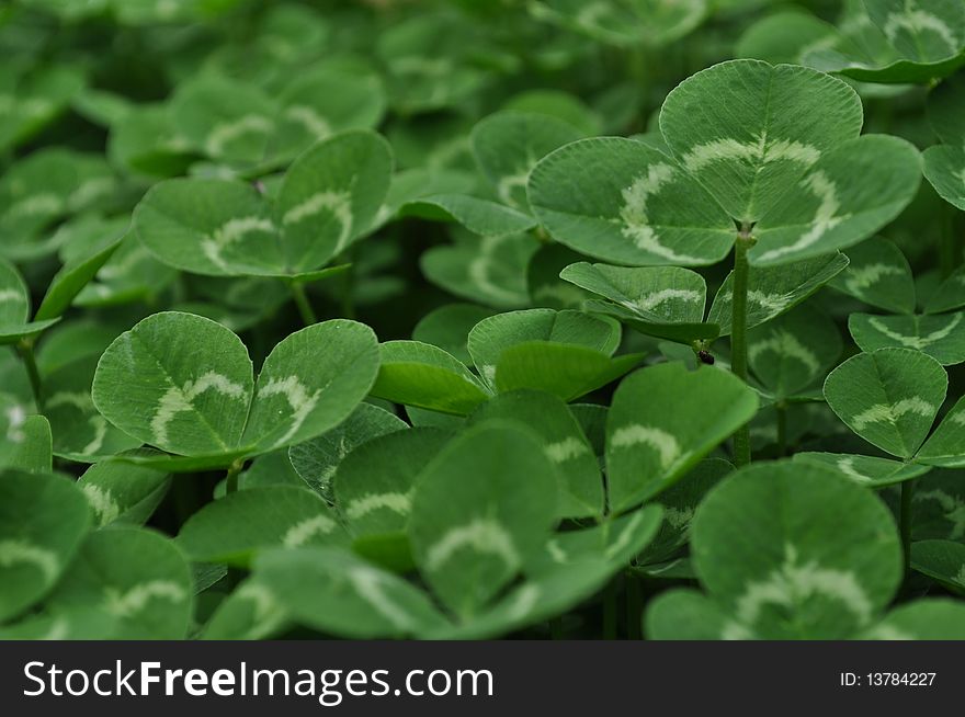 natural texture with green clovers