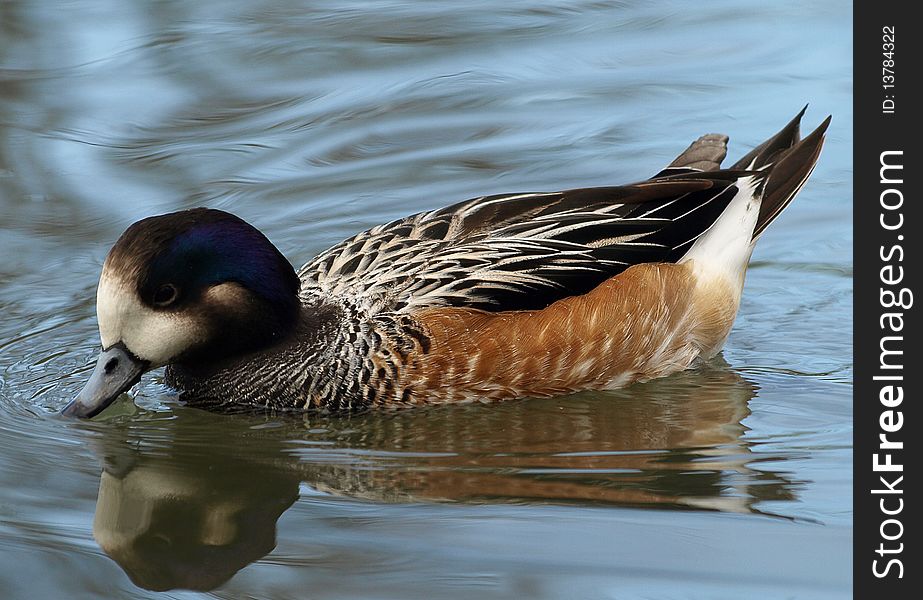 A duck swimming in the lake