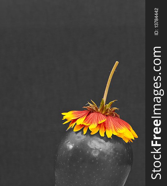 Black and White Image of Apple and Flower on Top. Black and White Image of Apple and Flower on Top
