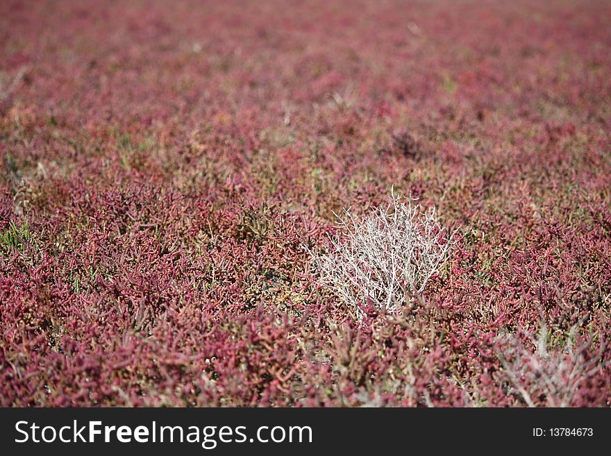 Flora of the dried up sea. Flora of the dried up sea