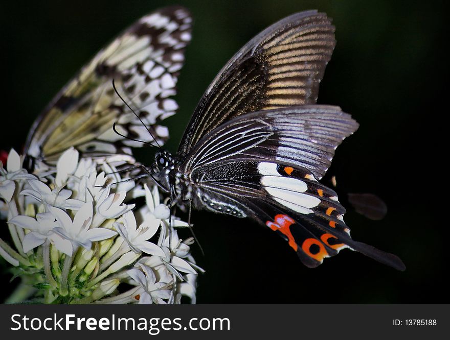 Two butterflies are perched on a white flower.