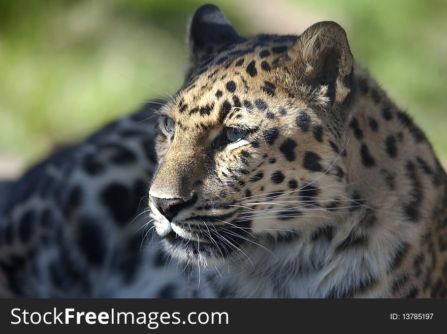 Close up of the face of a Amur Leopard (Panthera pardus). Close up of the face of a Amur Leopard (Panthera pardus)