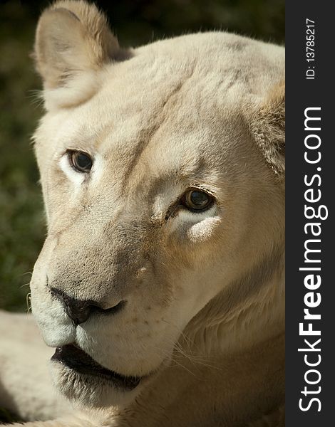 Close up of the face of a white lioness (Panthera leo). Close up of the face of a white lioness (Panthera leo)