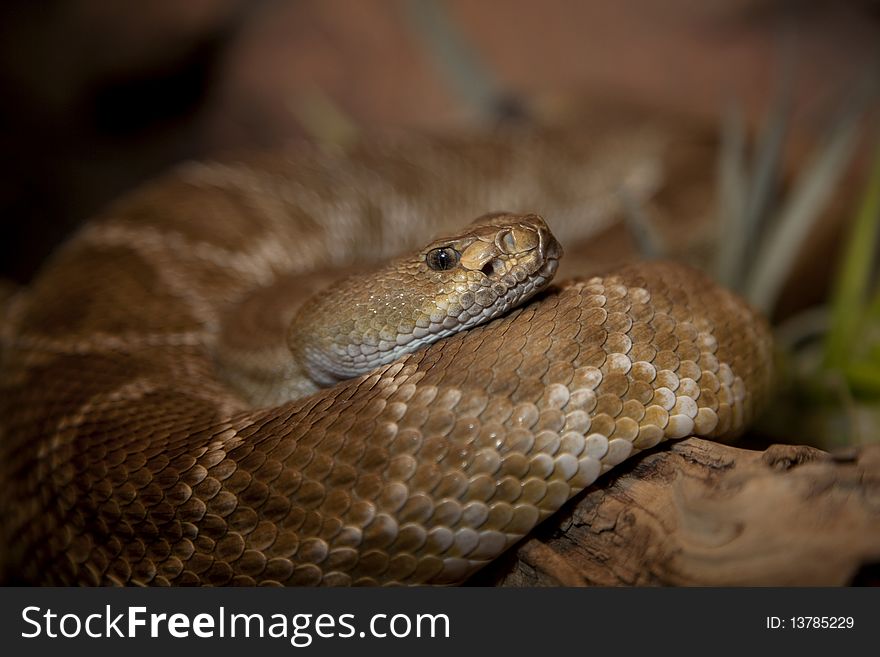 Red Diamond Rattlesnake (Crotalus ruber)with focus on the head. Red Diamond Rattlesnake (Crotalus ruber)with focus on the head