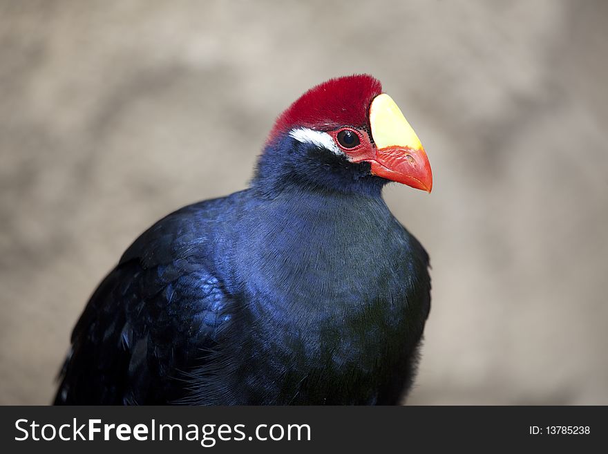 Violaceous turaco (Musophaga violacea) with focus on the head. Violaceous turaco (Musophaga violacea) with focus on the head