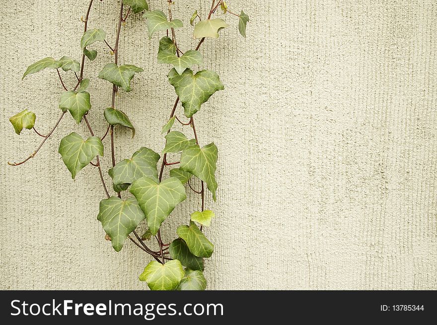 Ivy brunch on a grey wall, backround. Ivy brunch on a grey wall, backround