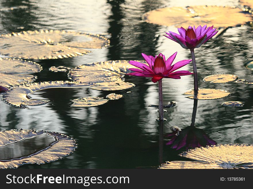 Red / Pink Lotus Flower image and Leaves. Red / Pink Lotus Flower image and Leaves.