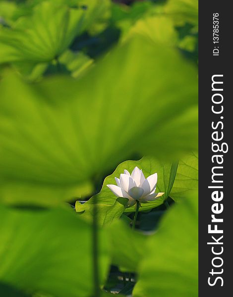 White Lotus Flower image and Leaves. White Lotus Flower image and Leaves.