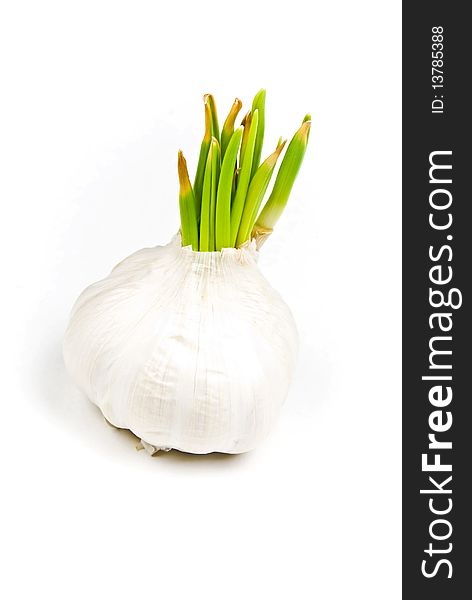 Garlic closeup on white background