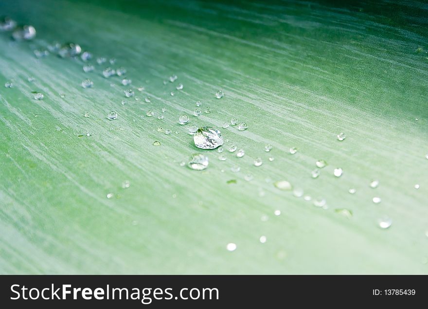 Water Droplets on Green Agave Leaf