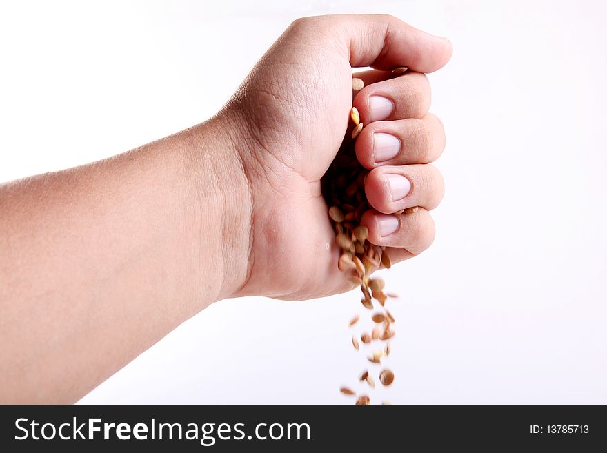 Hand dropping some lentils on white background