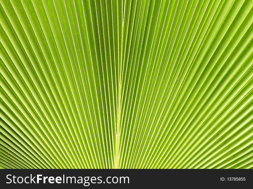 Green leaves texture, natural background with lines
