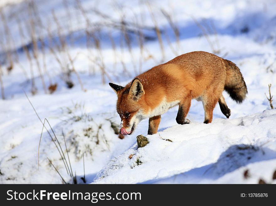 A photo of a red fox in winter