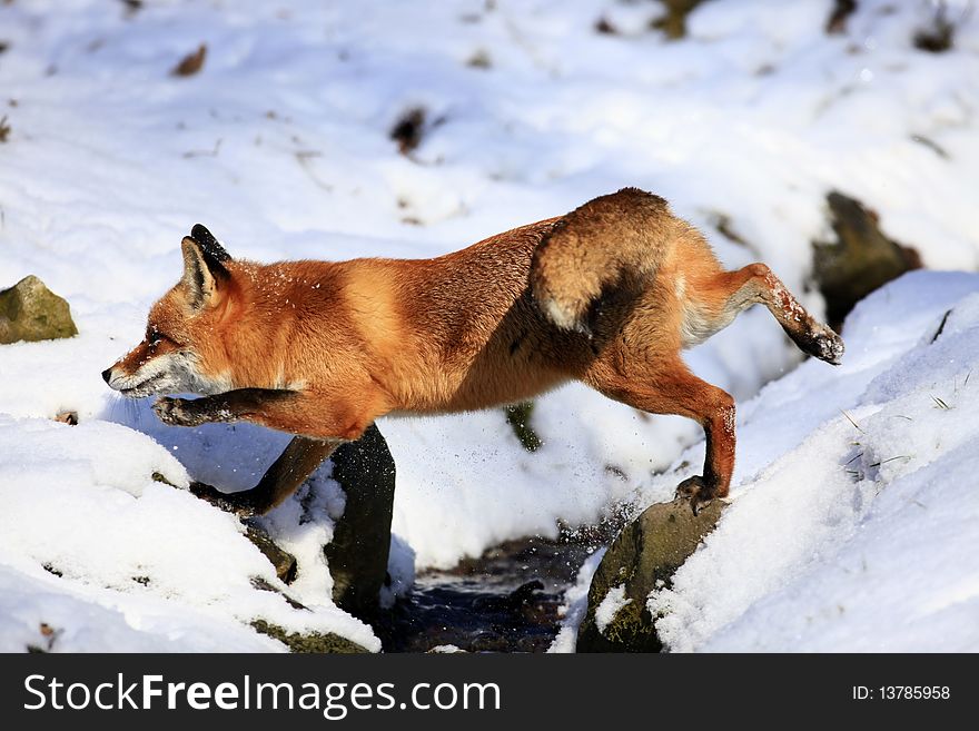 A photo of a red fox in winter