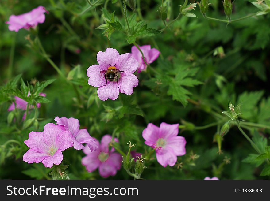 A bee hard at work