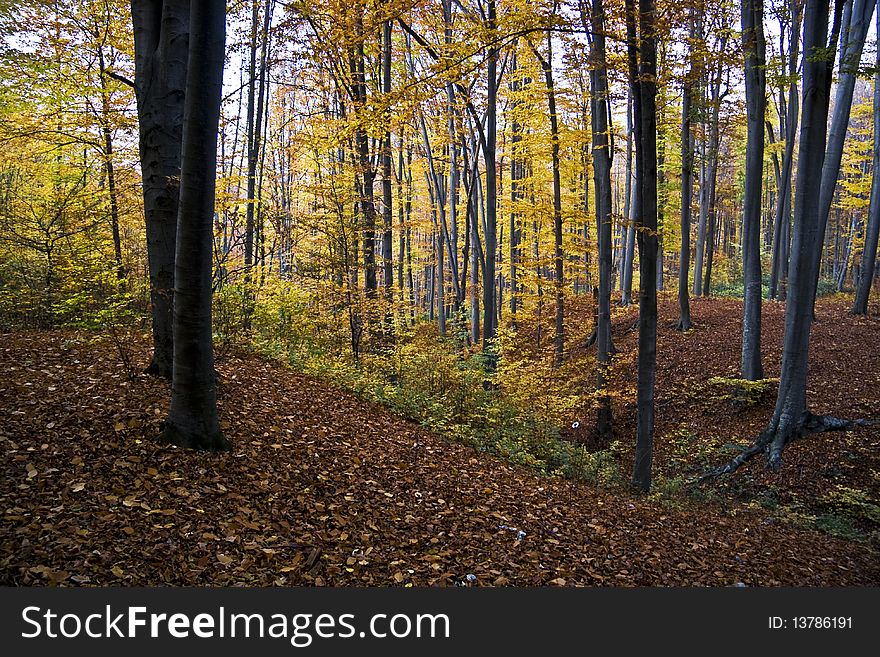 Autumn Forest on Hill