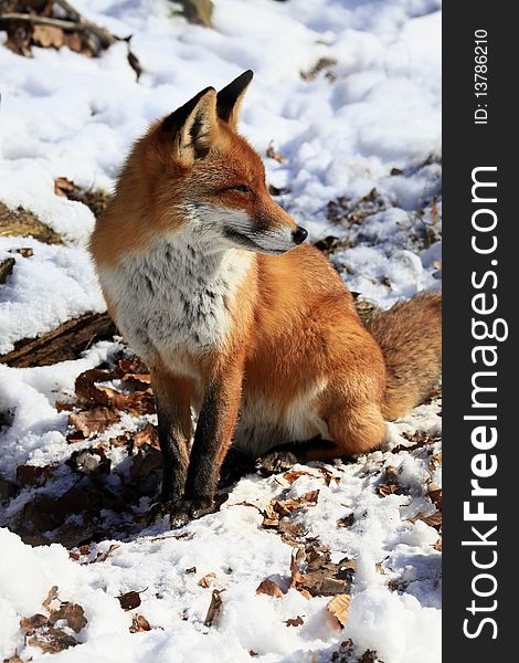 A photo of a red fox in winter