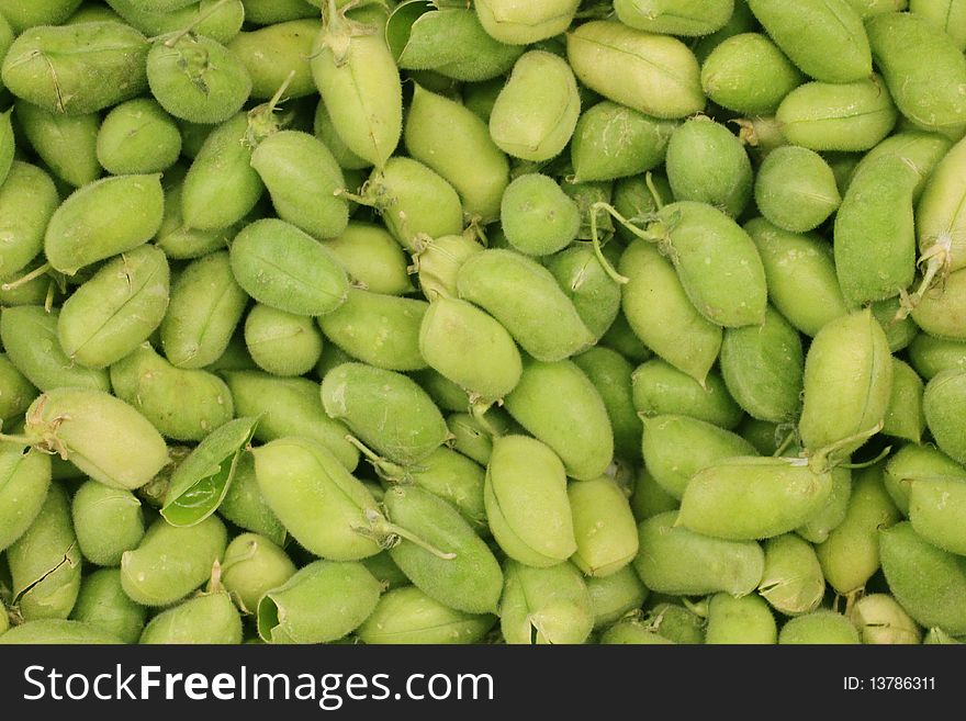 Fresh Garbanzo Beans.  A favorite among Hispanic cultures, Perfect for Produce Ads
