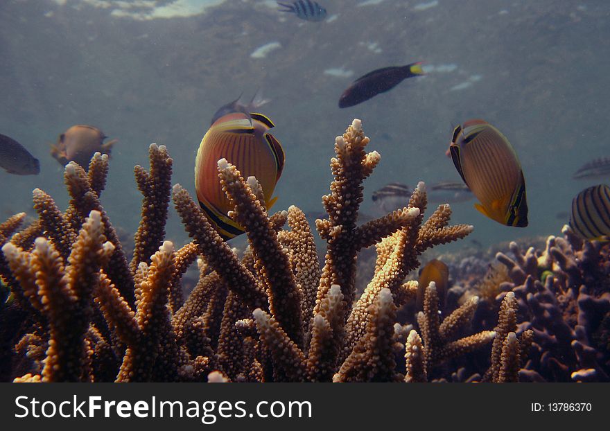 Fishes swiming beside the coral reef. Fishes swiming beside the coral reef