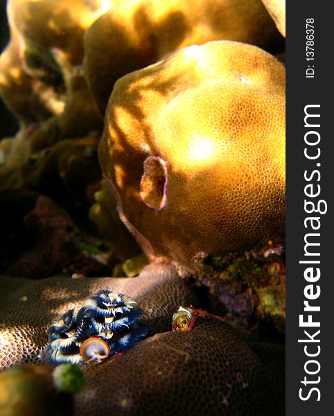 Blue christmast tree worm beside massive coral. Blue christmast tree worm beside massive coral