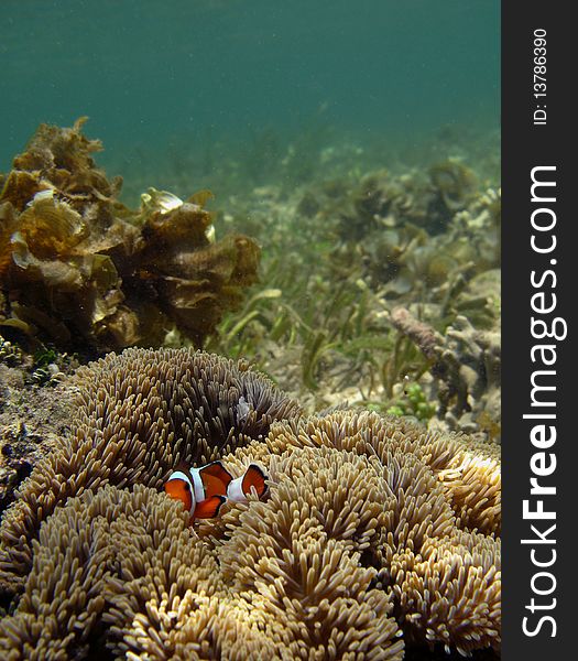 Funny fish dancing on the anemone. Funny fish dancing on the anemone