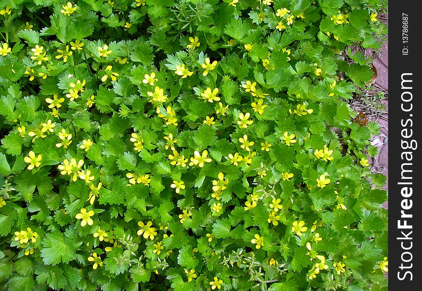 Green leaves set off the small yellow flower, a blossom of the background picture. Green leaves set off the small yellow flower, a blossom of the background picture