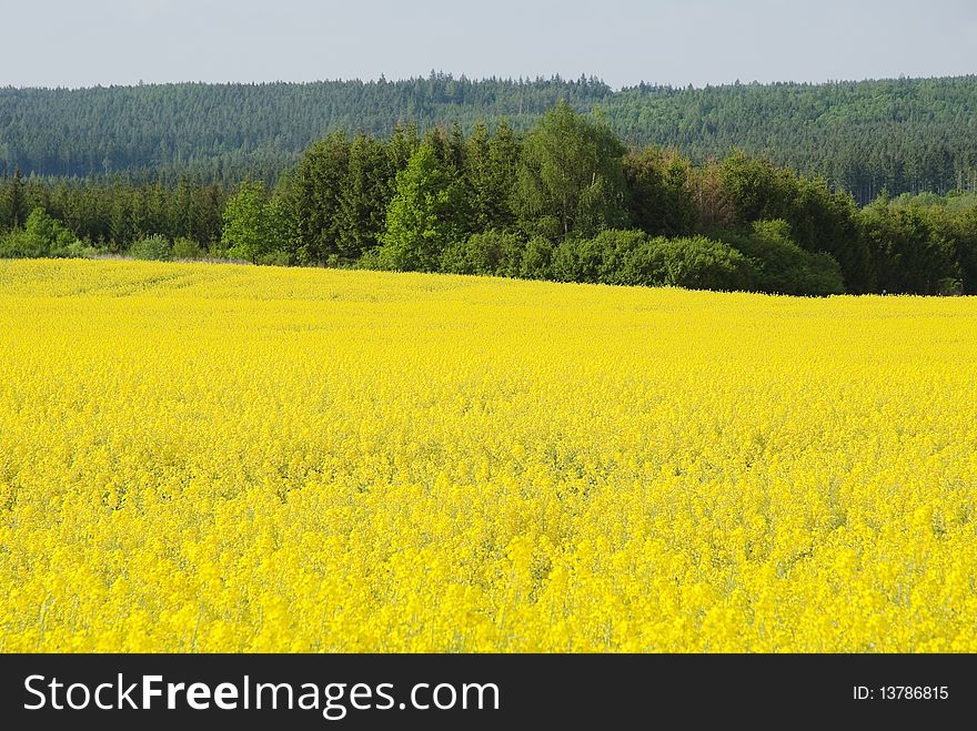 Field of flowering oilseed rape and woods. Field of flowering oilseed rape and woods
