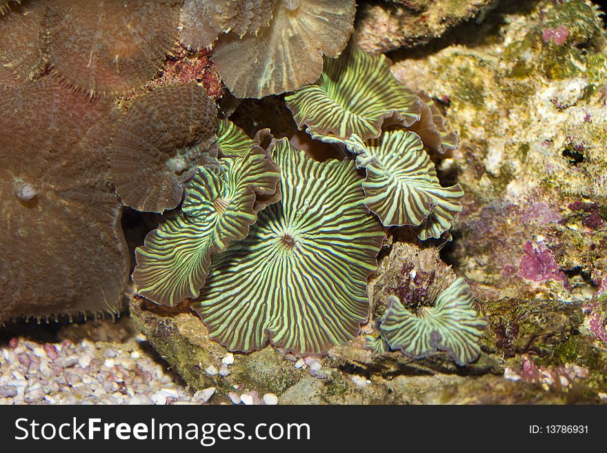 Polyp Button Coral In Aquarium