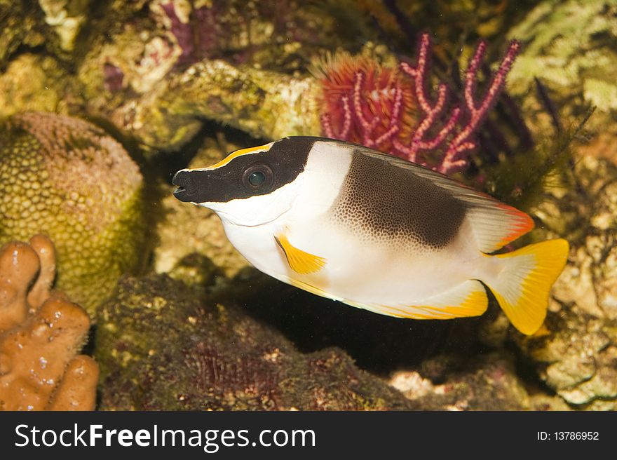 Magnificent Foxface or Rabbitfish in Saltwater Aquarium. Magnificent Foxface or Rabbitfish in Saltwater Aquarium