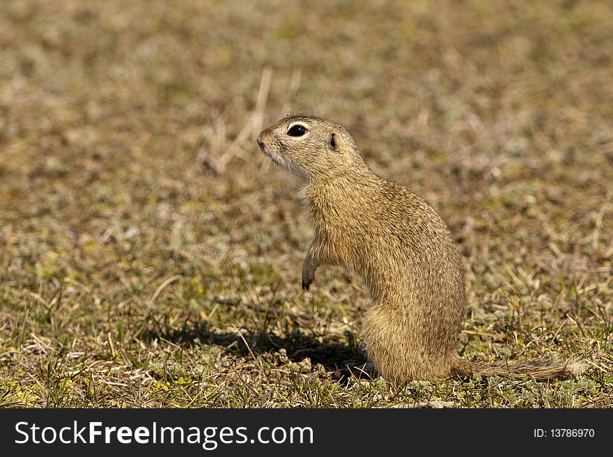 Souslik or European Ground Squirrel