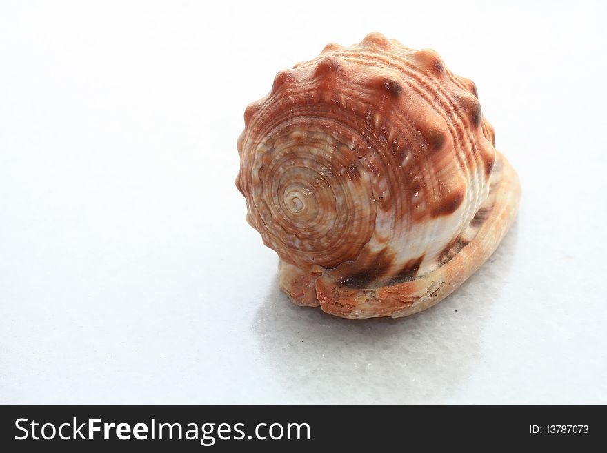 A sea shell taken with a marble table as background. A sea shell taken with a marble table as background