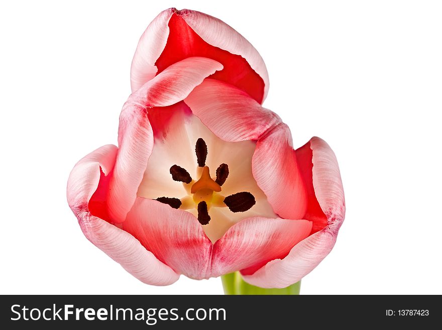 Tender Flower, Pink Tulip