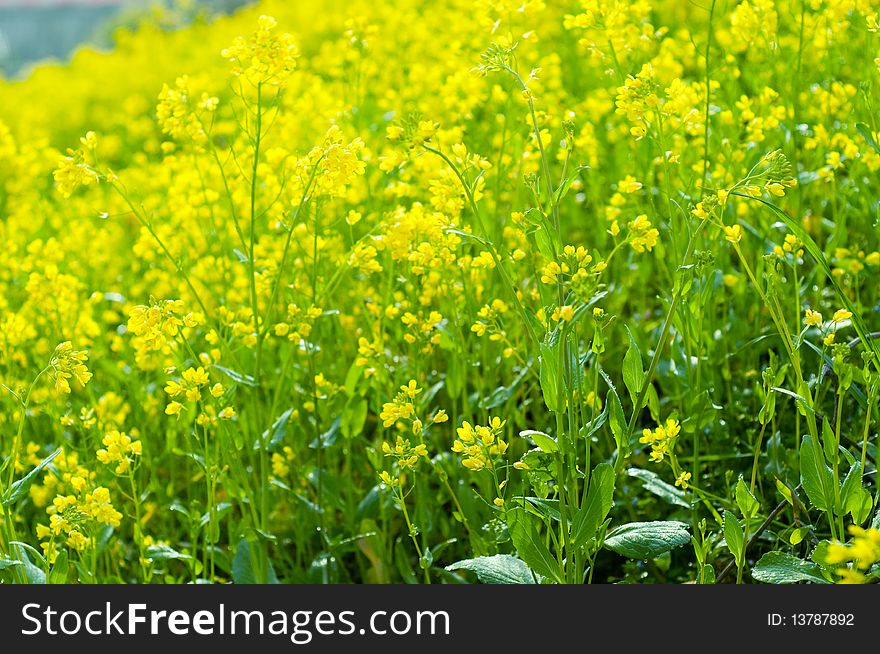 The beautiful rape flower in the field