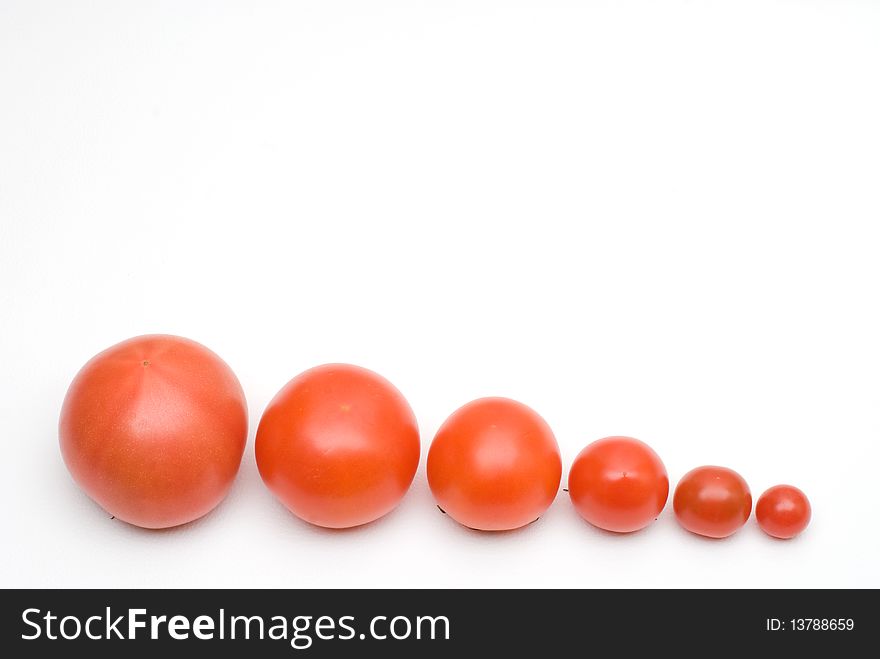 From small to big Tomato on white background. From small to big Tomato on white background