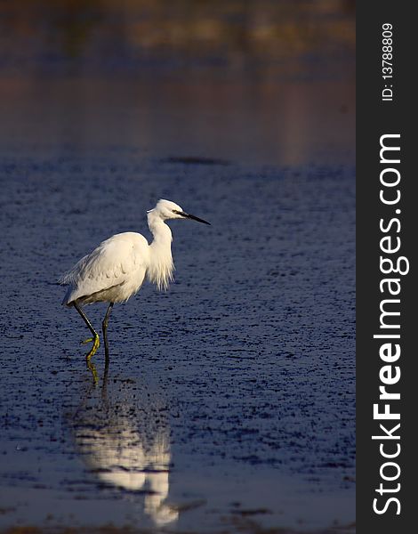 Little Egret in SeÄovlje Salina Nature Park