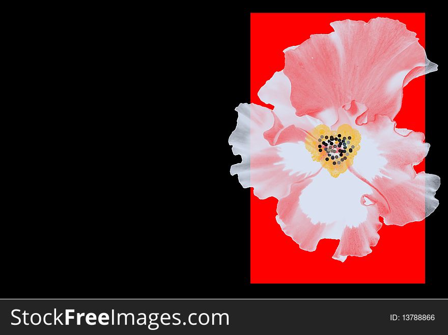 White flower on the red and black background