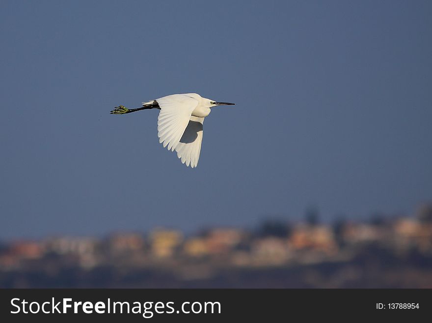 Little Egret fly over the Sečovlje Salina Nature Park