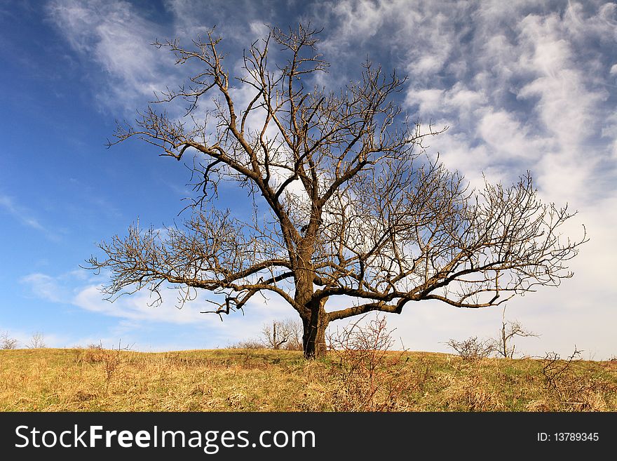 Oak tree in full leaf in spring standing. Oak tree in full leaf in spring standing