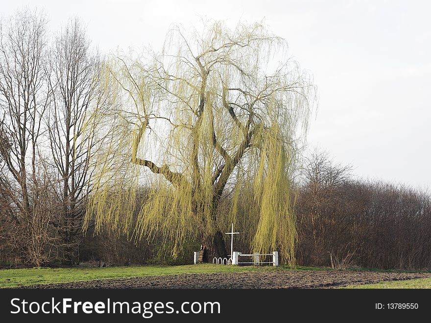 Grave with the white cross under the large weeping wilow. Grave with the white cross under the large weeping wilow