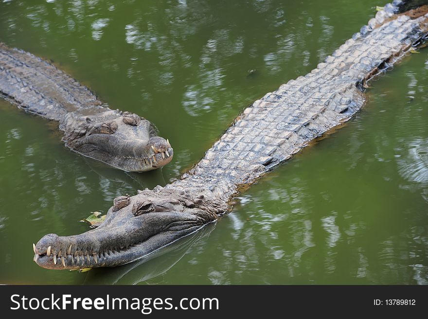 Crocodiles in River in Thailand