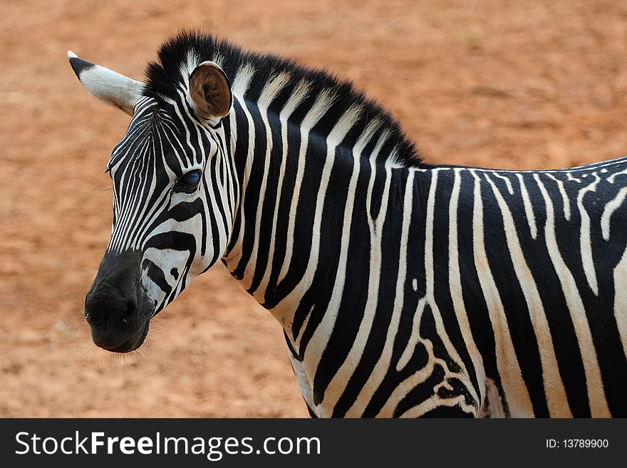 A Zebra in a Zoo