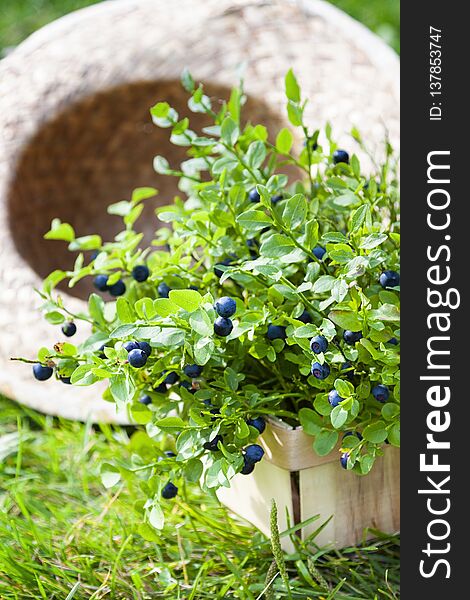 Blueberries And Summer Braided Hat On Grass