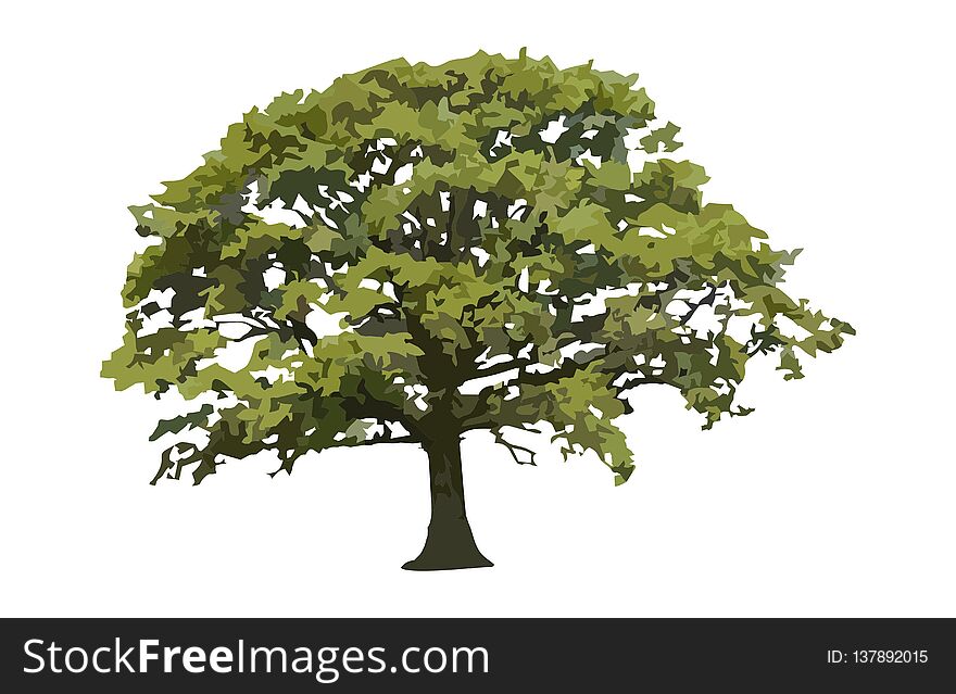 Concept design a illustrator vector of Oak Tree, isolated on white background. Concept design a illustrator vector of Oak Tree, isolated on white background