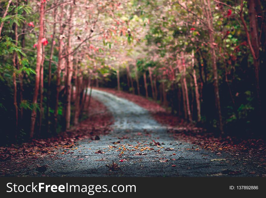 Amazing beautiful place in forest with vintage tone for natural background